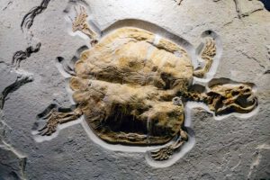 altmühltal museum fossilien dinosaurier denkendorf killerschildkröte