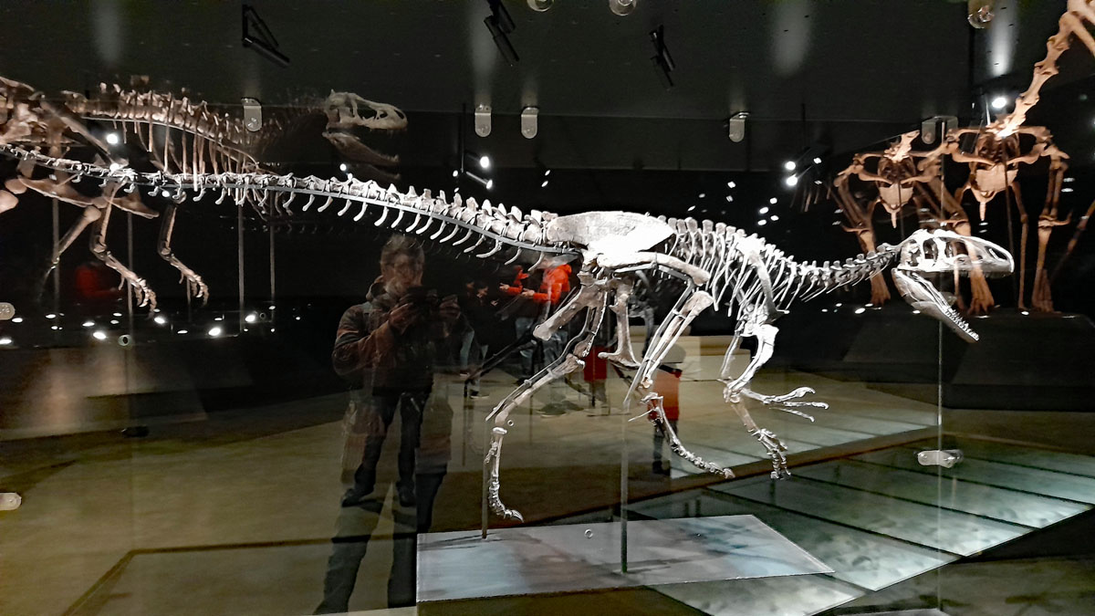 allosaurus little al skelett dino dinosaurier museum bayern denkendorf