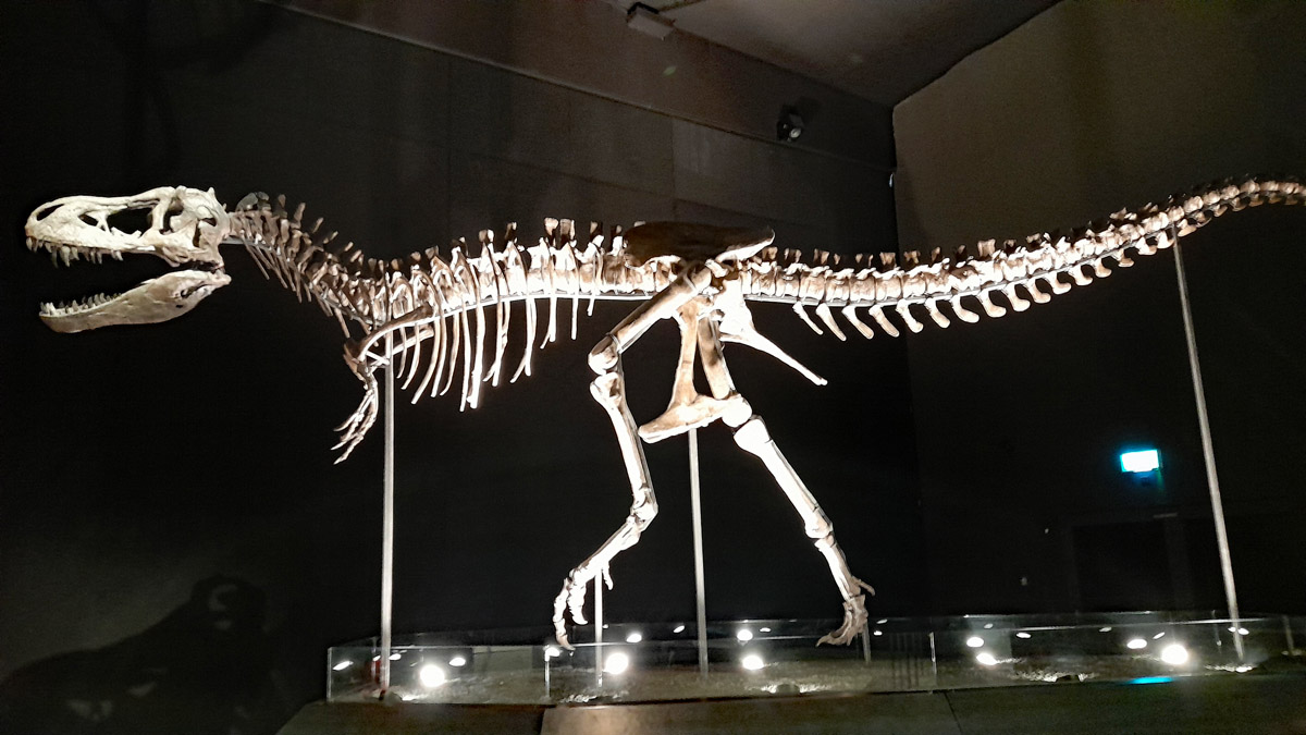 teenager tyrannosaurus rocky dinosaurier museum altmühltal bayern