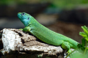 TIER- UND WILDPARKS 4 naturpark frankenhöhe freiland aquarium terrarium stein nürnberg smaragdeidechse