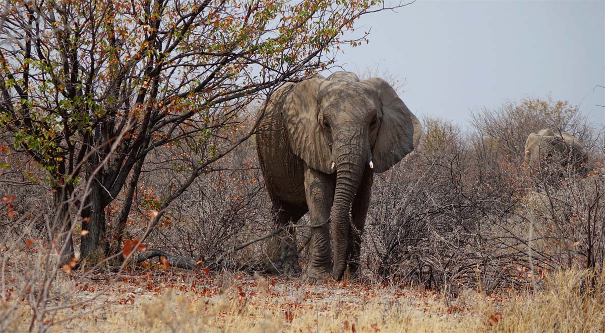elefant wüstenelefant etosha nationalpark namibia wüste namib