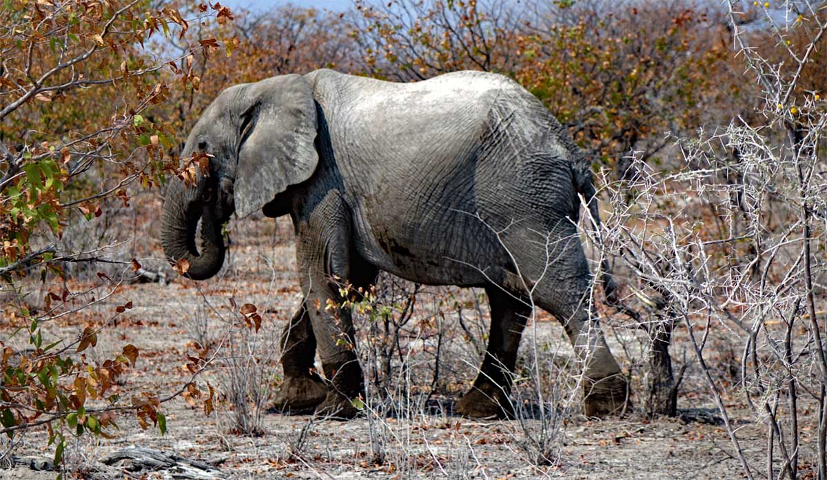 elefant in der wüste namib namibia etosha