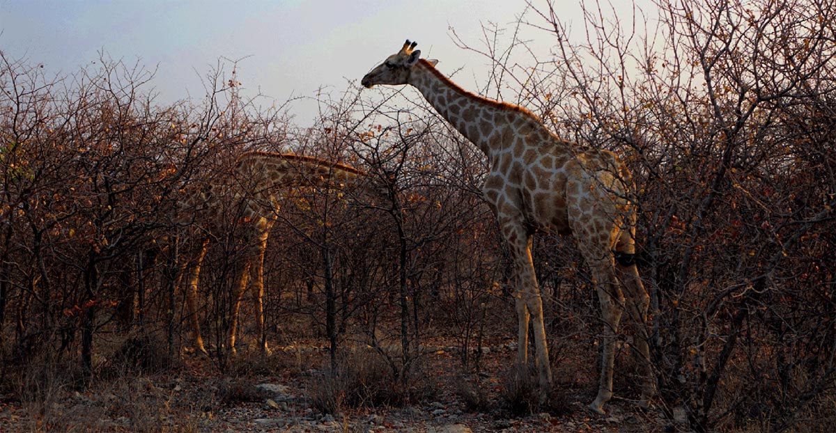 giraffen im etosha nationalpark namibia