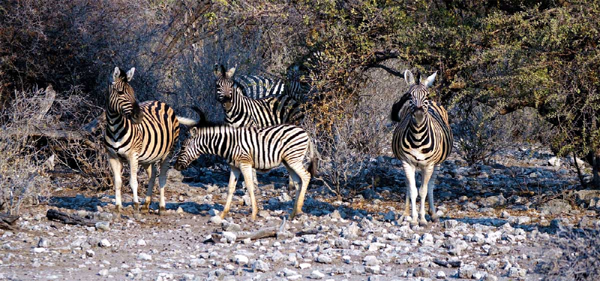 etosha nationalpark namibia zebra
