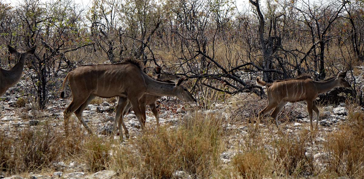 kudu weibchen kälber kalb antilope etosha nationalpark