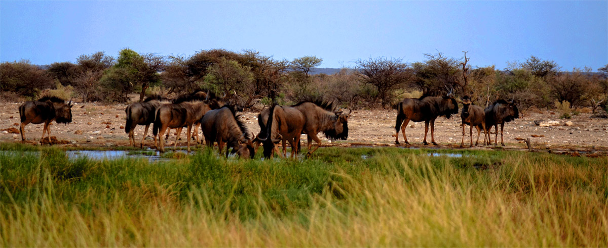 streifengnu herde etosha nationalpark namibia