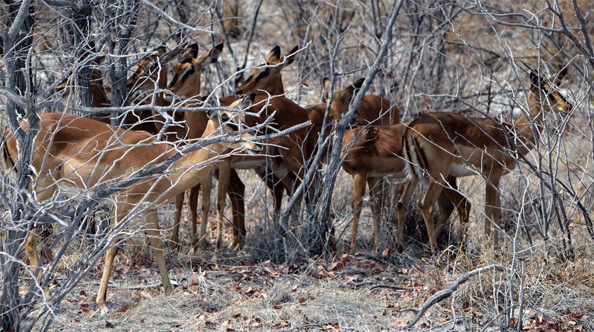ETOSHA NATIONALPARK 12 schwarznasen impala namibia namib etosha