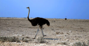 strauß straußenvogel etosha nationalpark namibia
