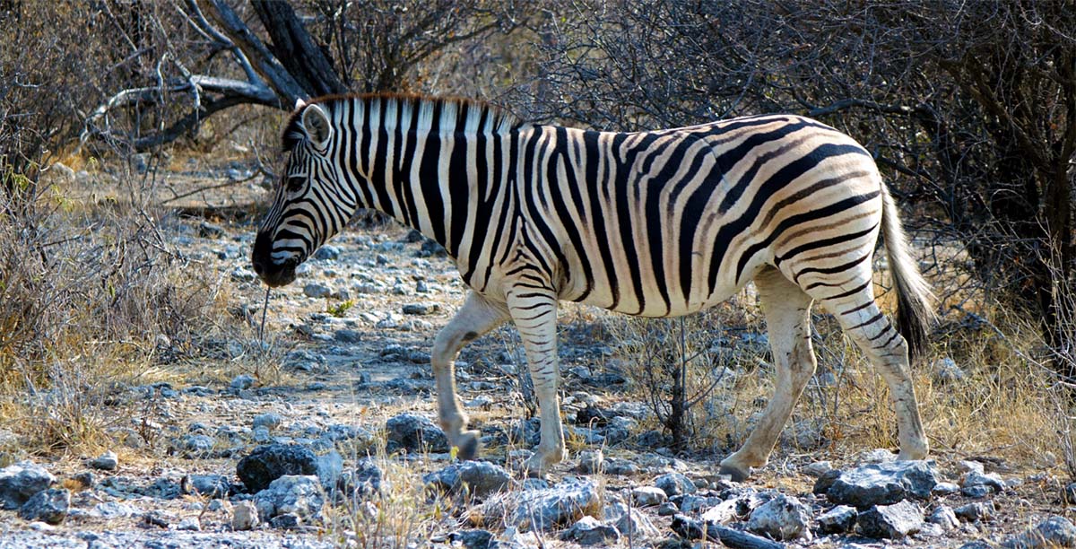 zebra steppenzebra namibia etosha nationalpark