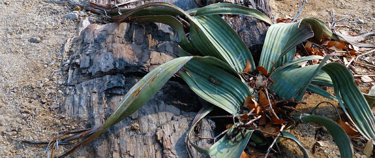 welwitschia pflanze namib wüste namibia damaraland