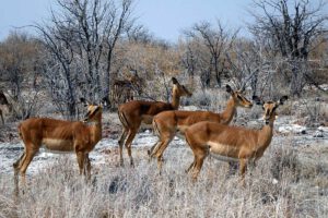 etosha nationalpark namibia wildtiere beobachten rundreise afrika