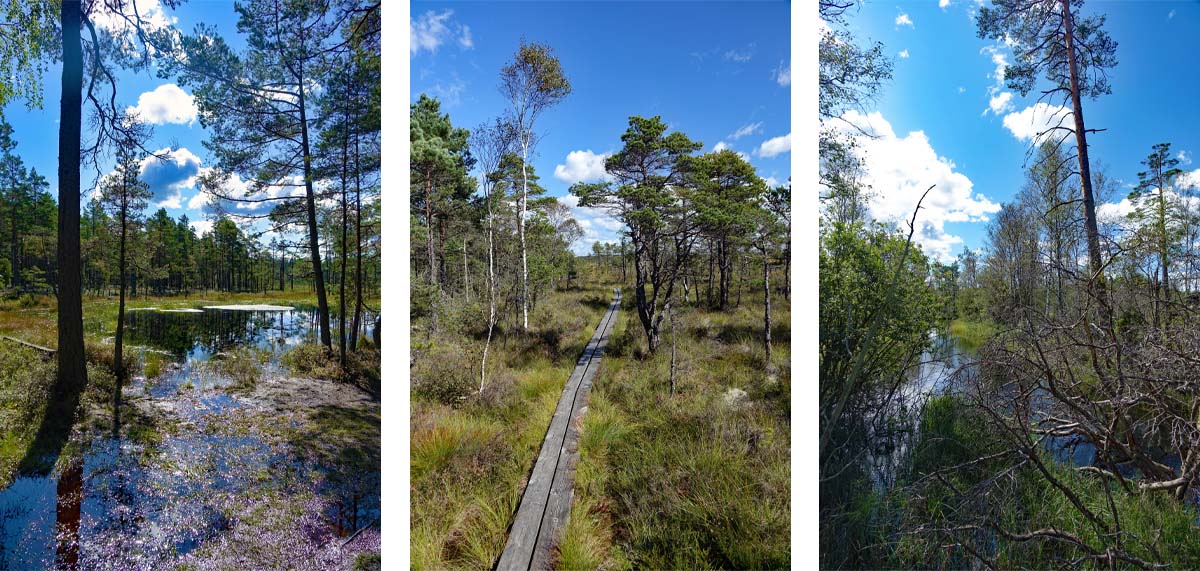 schweden store mosse nationalpark moor hochmoor niedermoor wanderung