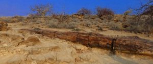 versteinerter baum wald petrified forest namibia afrika