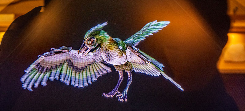 Zwölf Apostel und Bürgermeister-Müller-Museum 6 urvogel archaeopterix hologramm bürgermeister müller museum solnhofen