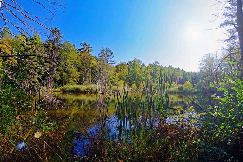 Die 10 schönsten Wanderungen in der Oberpfalz 22 faberhof pyrbaum biberpfad wandern weiher oberpfalz