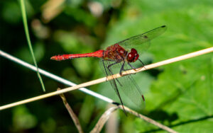 heidelibelle brönnhof jeusingsee schweinfurt wandern biotop