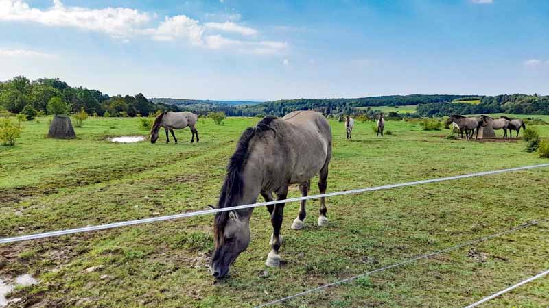Ehemaliger Truppenübungsplatz Brönnhof 12 brönnhof schweinfurt unterfranken wandern konik