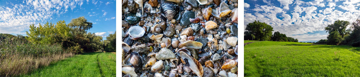 Grafenrheinfeld: Seenlandschaft Altmainarm Nord 6 flussmuscheln main grafenrheinfeld mainwiese wandern