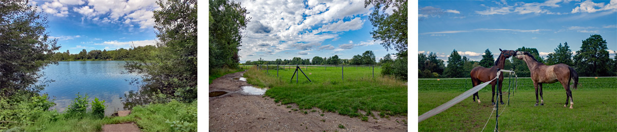 Grafenrheinfeld: Seenlandschaft Altmainarm Nord 14 pferde hof grafenrheinfeld wandern main