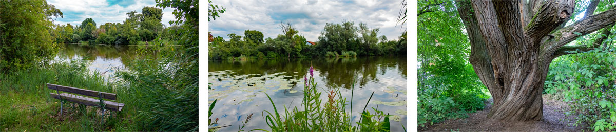Grafenrheinfeld: Seenlandschaft Altmainarm Nord 16 wanderung grafenrheinfeld unterfranken