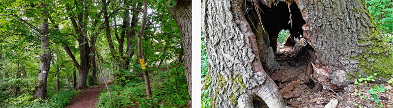 Naturlehrpfad N4 - Multernschlucht Neustadt/Aisch 18 multernschlucht schlucht mittelfranken neustadt aisch n4