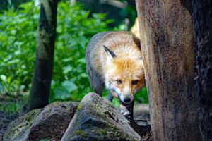 wildpark gersfeld ausflug hessische rhön