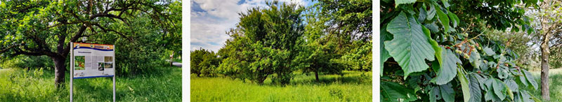 Naturlehrpfad N4 - Multernschlucht Neustadt/Aisch 7 n4 wandern naturlehrpfad hasengründlein neustadt aisch