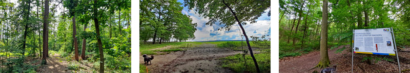 Naturlehrpfad N4 - Multernschlucht Neustadt/Aisch 4 stadtpark neustadt aisch n4 wandern