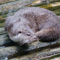wildpark gersfeld otter ausflug rhön hessen