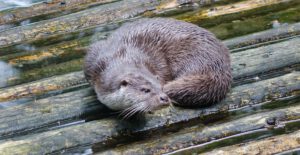 wildpark gersfeld otter ausflug rhön hessen