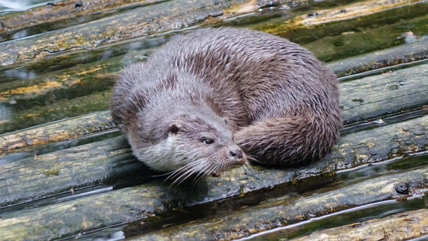 wildpark gersfeld otter ausflug rhön hessen