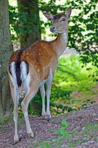 wildpark gersfeld rhön sika weibchen kuh