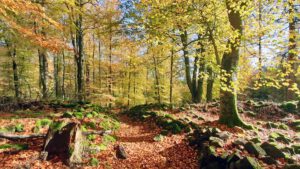 Rauher Kulm: Naturwunder Vulkan 25 ausflugsziel schönes oberpfalz rauher kulm