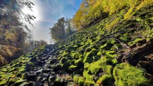 Rauher Kulm: Naturwunder Vulkan 8 flechte biotop moos rauher kulm wandern
