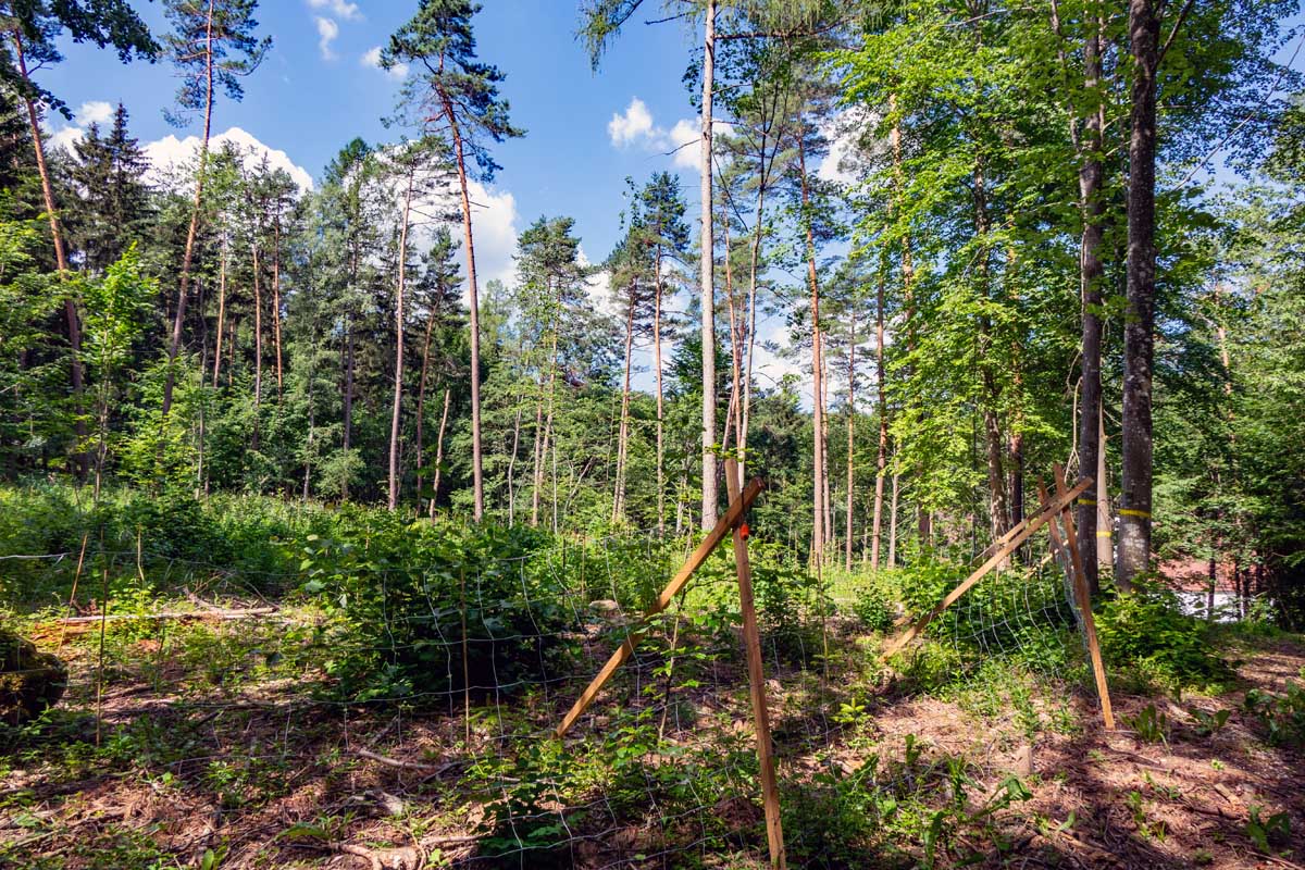 Vom Erlebnis-Geotop Lindle zu den Ofnethöhlen 19 wald alte bürg rundweg lindle ofnethöhle nördlinger ries