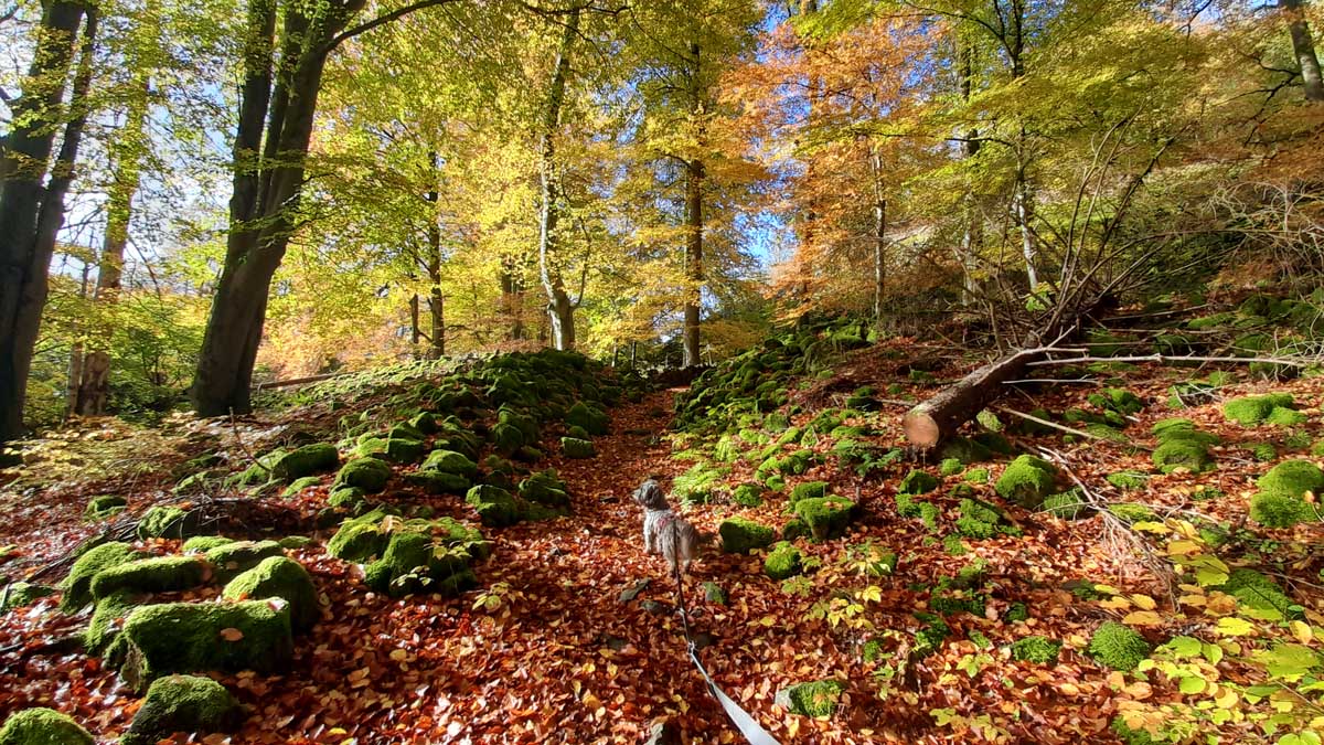 Rauher Kulm: Naturwunder Vulkan 15 vulkan bayern oberpfalz ringsteig wandern rauher kulm