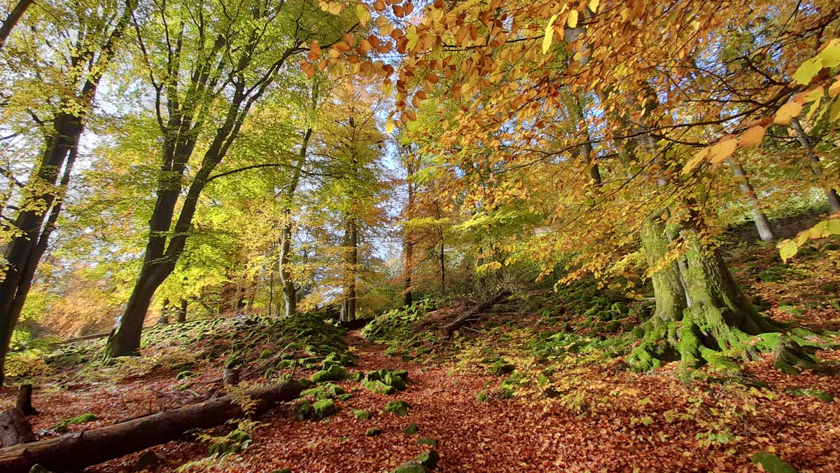Rauher Kulm: Naturwunder Vulkan 31 ringwall ringsteig wanderung rauher kulm neustadt bayern