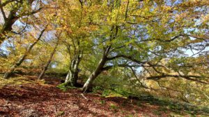 Rauher Kulm: Naturwunder Vulkan 27 geotop bayern oberpfalz rauher kulm naturwunder