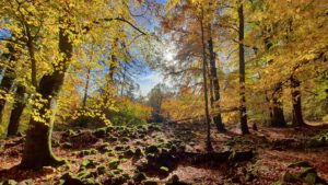 wandern oberpfalz oberpfälzer wald rauher kulm neustadt