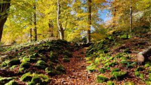 Rauher Kulm: Naturwunder Vulkan 19 wandern vulkan rauher kulm bayern geotop
