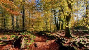 Rauher Kulm: Naturwunder Vulkan 18 rauher kulm vulkan basalt oberpfalz