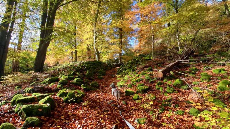 Rauher Kulm: Naturwunder Vulkan 11 vulkan bayern oberpfalz ringsteig wandern rauher kulm