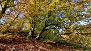 Rauher Kulm: Naturwunder Vulkan 20 herbst rauher kulm oberpfalz
