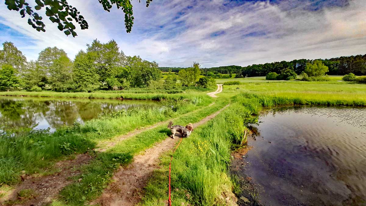 Abenberg - Wasser erleben Rundwanderweg 16 fränkisches seenland wandern abenberg wasser erleben karpfen teich