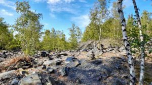 birken und heide auf der schieferhalde lehesten