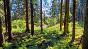 Rundweg 3: Rudolfstein und Drei-Brüder-Felsen 11 aufstieg rudolfstein fichtelgebirge rundweg 3