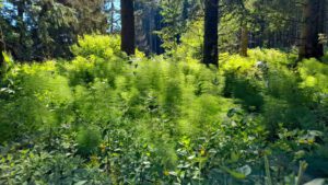 Rundweg 3: Rudolfstein und Drei-Brüder-Felsen 12 wandern fichtelgebirge rudolfstein drei brüder