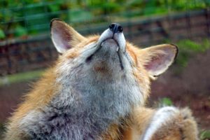 Wandern auf dem Naturlehrpfad Basaltmeer Gangolfsberg (Rhön) 24 tierparks wildparks in deutschland ausflug
