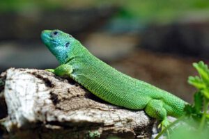 naturpark frankenhöhe freiland aquarium terrarium stein nürnberg smaragdeidechse