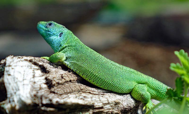naturpark frankenhöhe freiland aquarium terrarium stein nürnberg smaragdeidechse